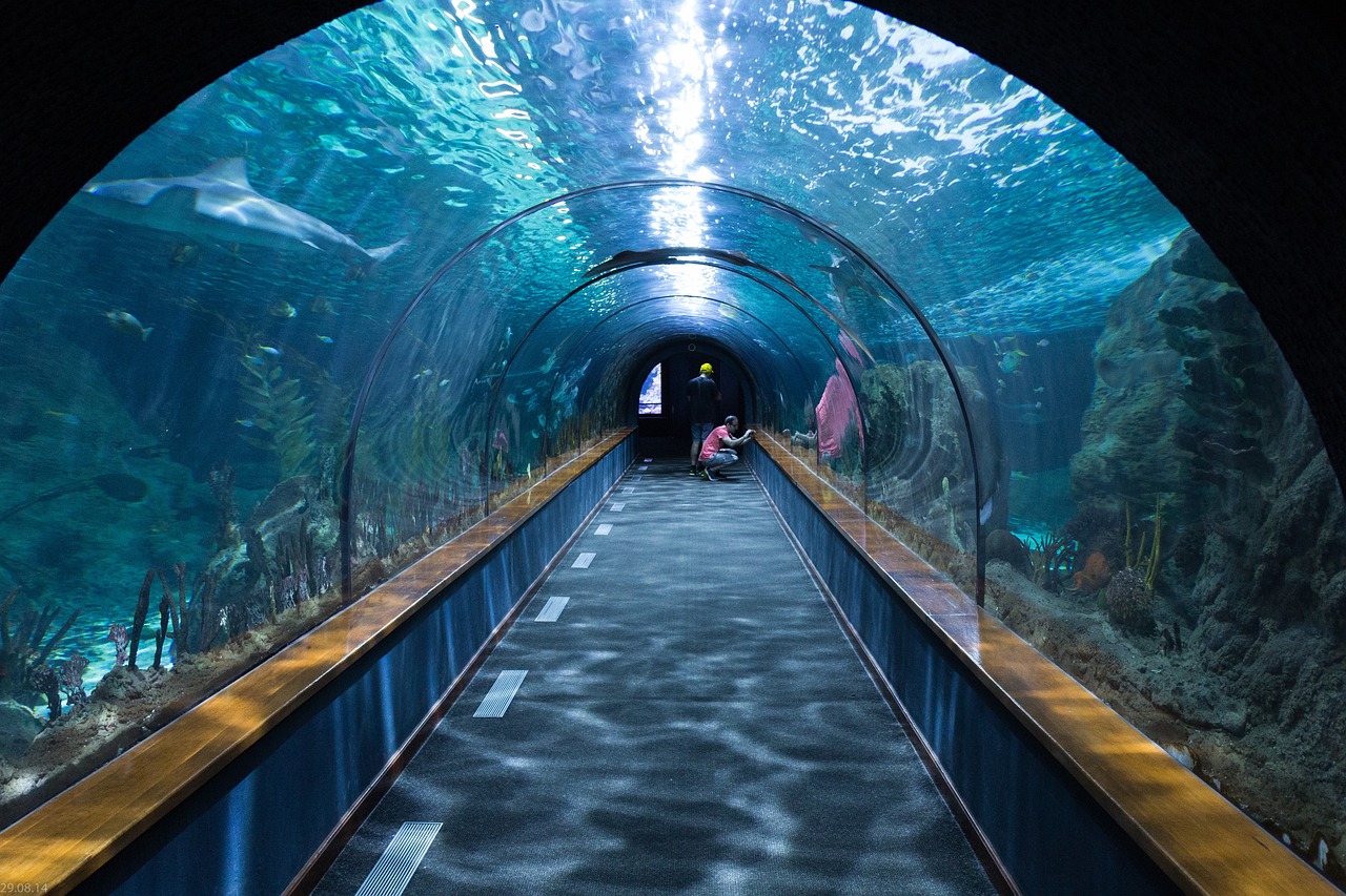 shark tunnel, aquarium, loropark, underwater, aquarium, aquarium, aquarium, aquarium, aquarium, billigreisen hagenberg