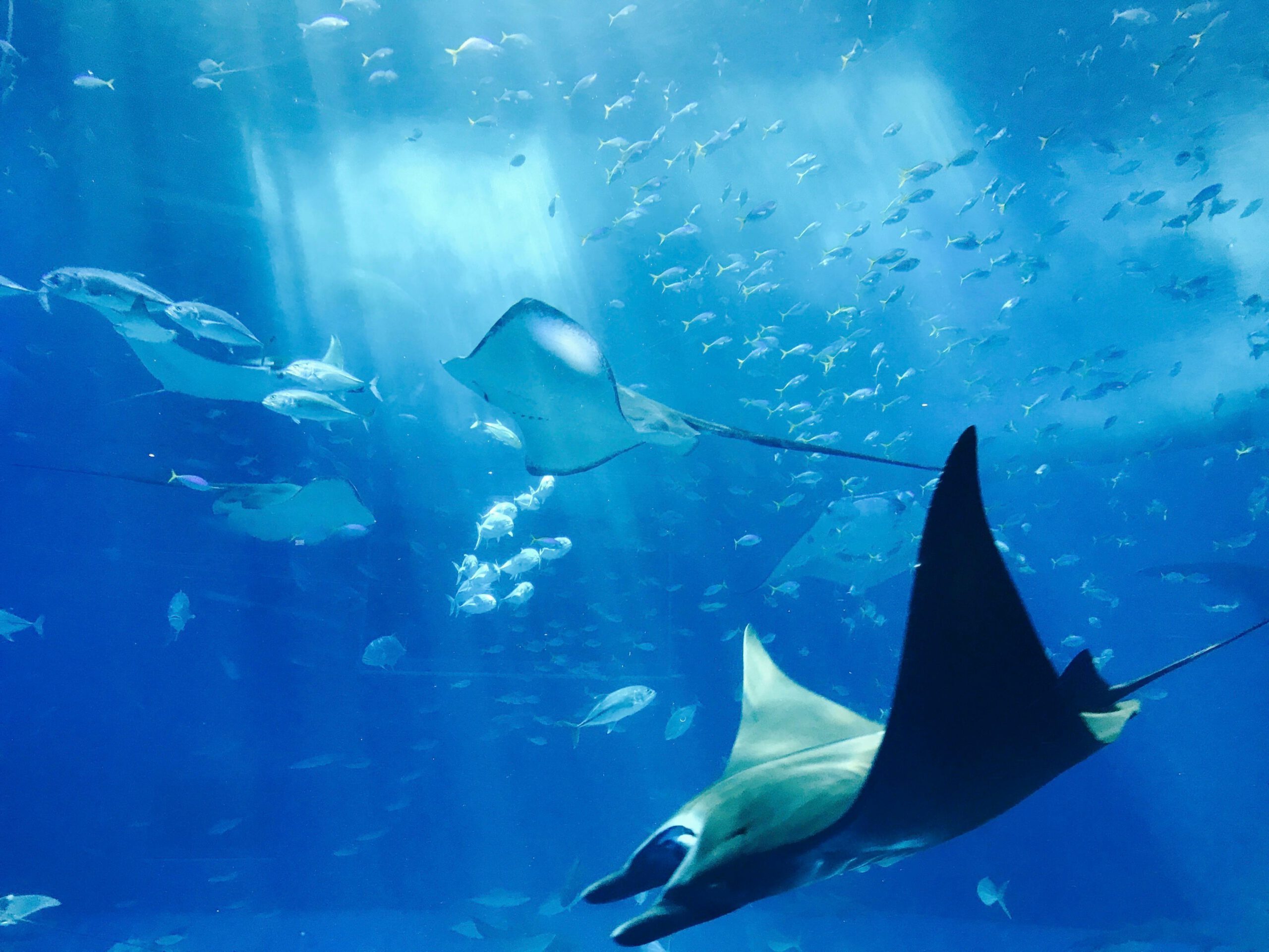 Stunning underwater image showcasing stingrays gliding gracefully amidst a shoal of fish, illuminated by sunrays. Billigreisen Hagenberg